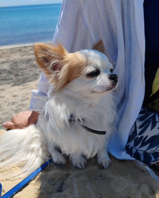 Chihuahua