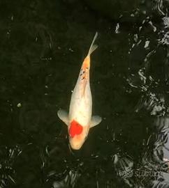 carpe koi