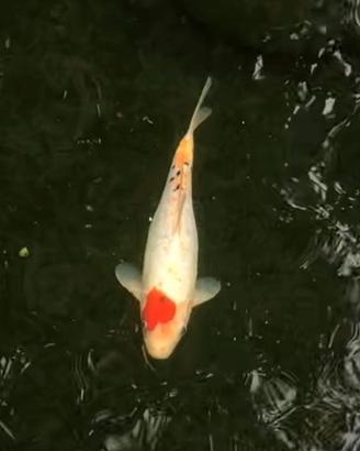 carpe koi