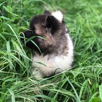 Akita Americano maschio