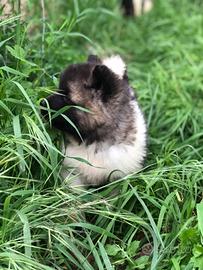 Akita Americano maschio