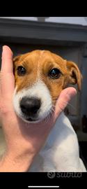 Cucciolo 8 mesi jack russel