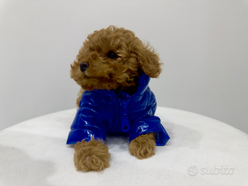 Cuccioli di barboncini mini toy red brown