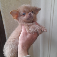 Chihuahua cucciolo
