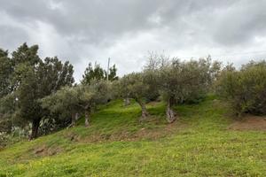 Terreno edificabile a Castelbuono