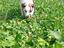 Immagine 6