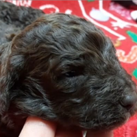 Cuccioli di Lagotto romagnolo pedigree Roy Natale