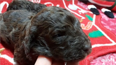 Cuccioli di Lagotto romagnolo pedigree Roy Natale