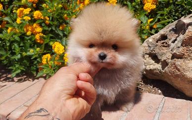 Spitz di pomerania pedigree enci