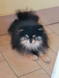 Spitz Tedesco mini (Black & Tan) per monta
