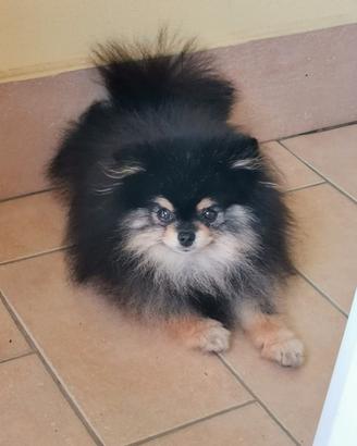 Spitz Tedesco mini (Black & Tan) per monta