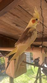 Uccelli