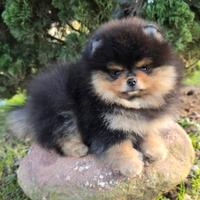 Volpini spitz pomerania toy