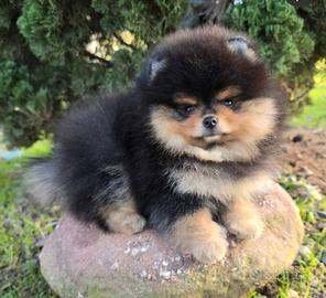 Volpini spitz pomerania toy