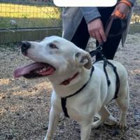 Cucciolotti di 2 anni tricase meticci bianchi