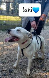 Cucciolotti di 2 anni tricase meticci bianchi