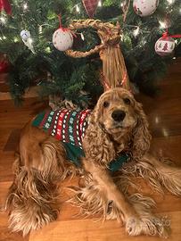 Cocker Spaniel con pedigree disponibile per monta