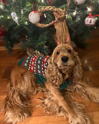 Cocker Spaniel con pedigree disponibile per monta