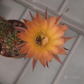 Echinopsis cv. Agnese - Fiore Albicocca