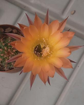 Echinopsis cv. Agnese - Fiore Albicocca