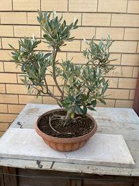 Bonsai ulivo