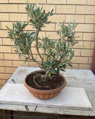 Bonsai ulivo