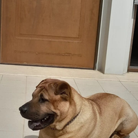 Compagna per Shar Pei per accoppiamento resp