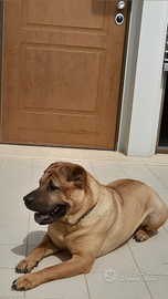 Compagna per Shar Pei per accoppiamento resp