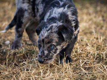 Cuccioli blue merle due mesi