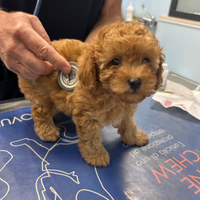 Sani e vaccinati 100% toy