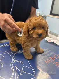 Sani e vaccinati 100% toy