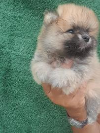 Spitz di Pomerania