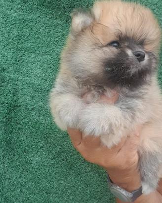 Spitz di Pomerania
