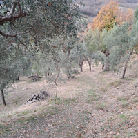 Oliveto con 65 piante adulte e boschetto