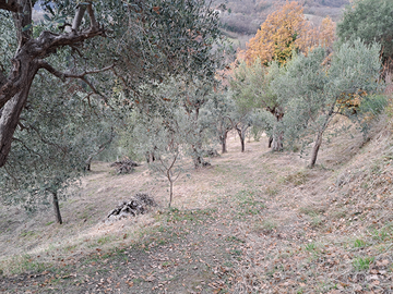 Oliveto con 65 piante adulte e boschetto
