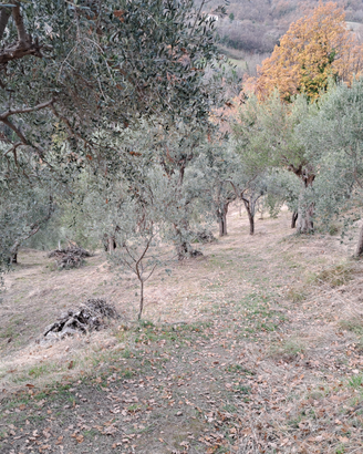 Oliveto con 65 piante adulte e boschetto