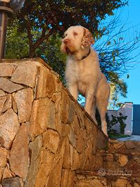 Spinone femmina per accoppiamento