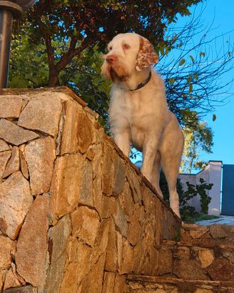 Spinone femmina per accoppiamento