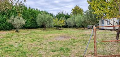 Terreno edificabile 1.000 mq tra gli ulivi