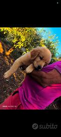 CUCCIOLA TOP GOLDEN RETRIEVER LINEA AMERICANA 100%