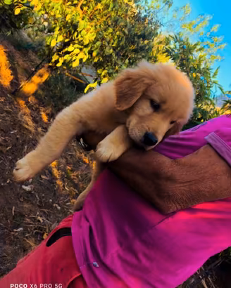 CUCCIOLA TOP GOLDEN RETRIEVER LINEA AMERICANA 100%