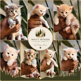 Cuccioli Maine Coon Alta Genealogia -