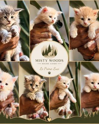 Cuccioli Maine Coon Alta Genealogia -