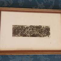 Stampa- incisione acquaforte "Fiori" 23 x 35 cm