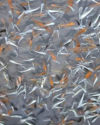 Medaka, Oryzias Latipes - Mix - Selezionati