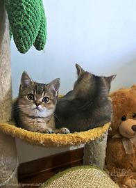 british shorthair maschi - Animali In vendita a Roma