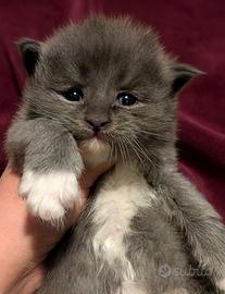 Maine coon