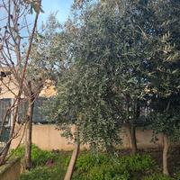 pianta di ulivo 