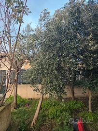 pianta di ulivo 