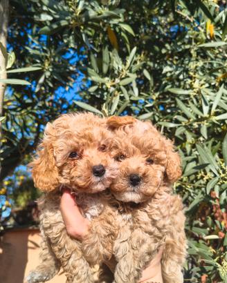 Barboncino mini toy albicocca 2 maschi